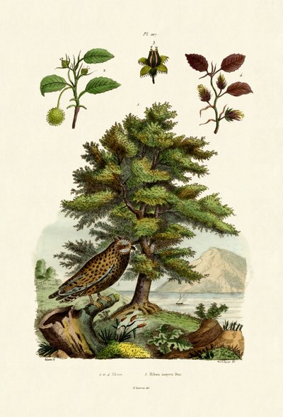 Haya europea, 1833-39 de French School